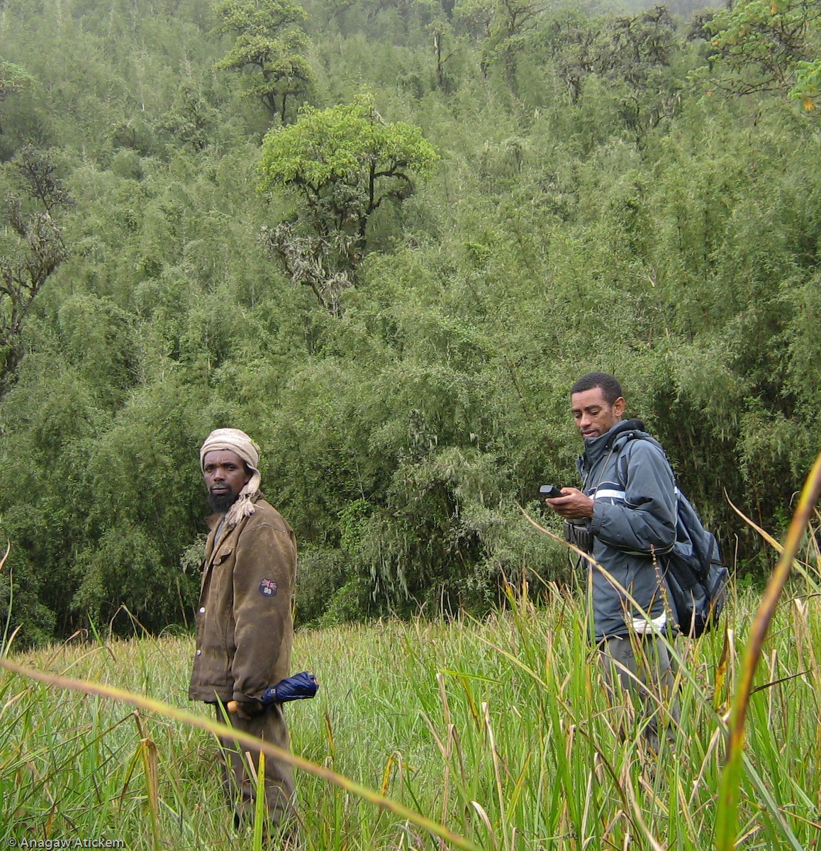 Ethiopia Forest